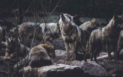 Le Loup Dans la Nièvre